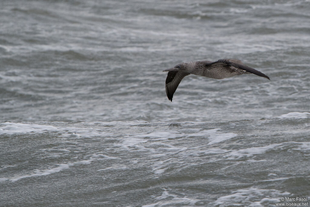 Fou de Bassanjuvénile, Vol