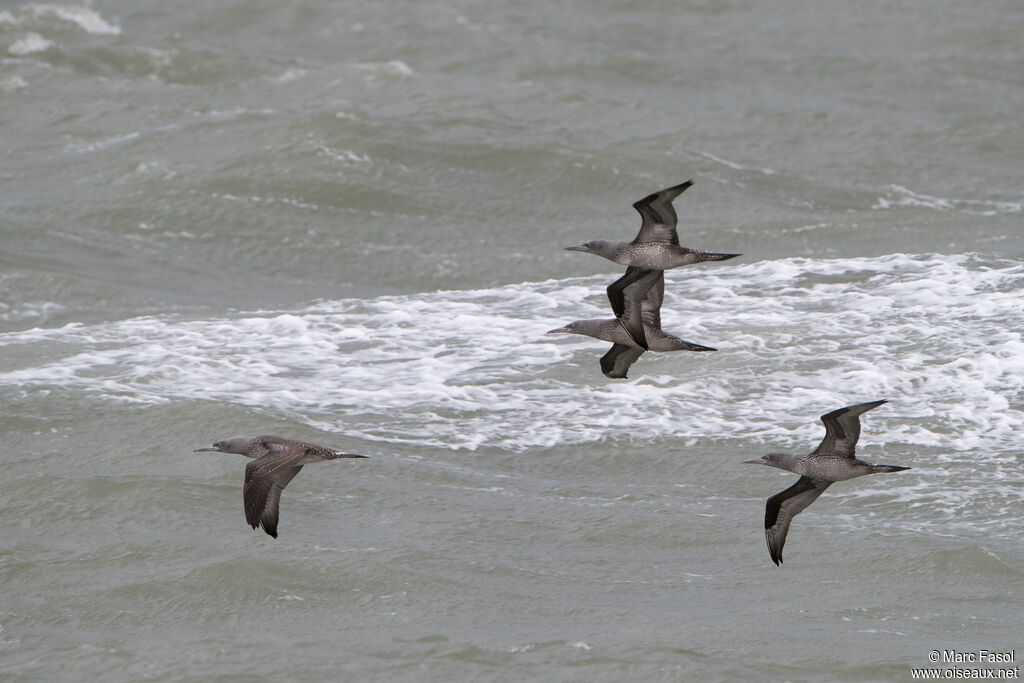 Fou de Bassanjuvénile, Vol