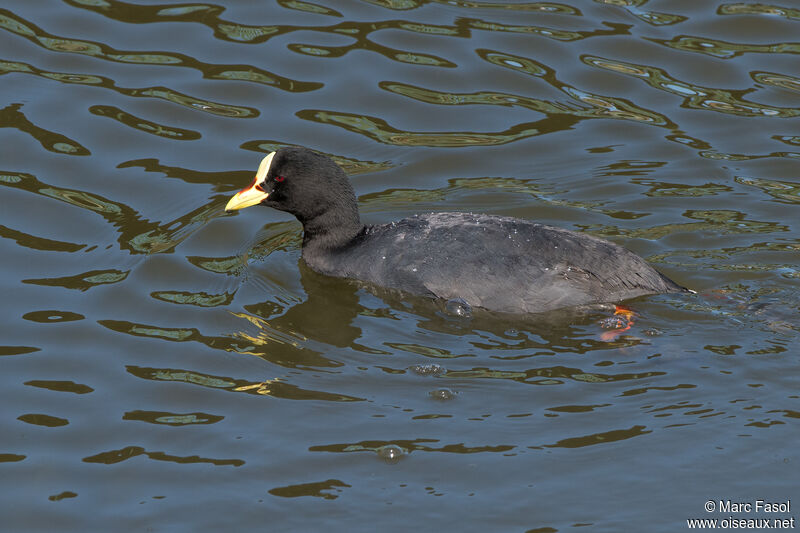 Foulque à jarretièresadulte, identification, nage