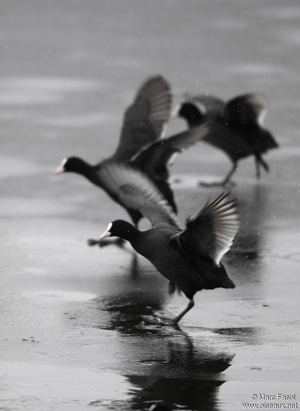 Eurasian Cootadult post breeding, Behaviour