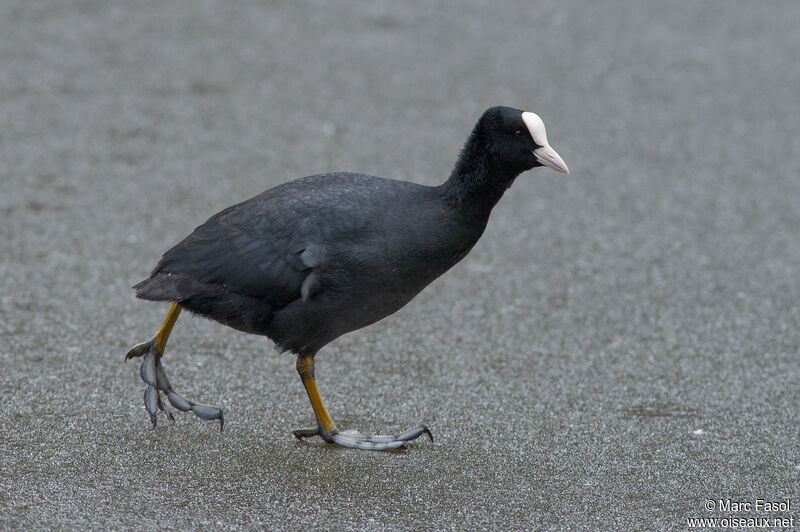 Eurasian Cootadult, walking