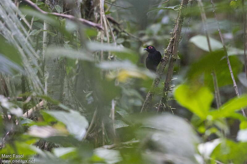 Reddish-winged Bare-eye male adult, identification