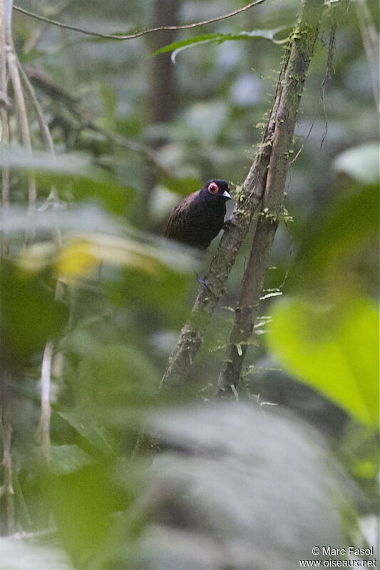 Reddish-winged Bare-eye male, identification