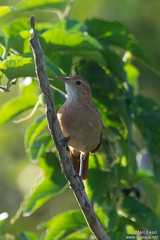 Fournier rouxadulte, identification