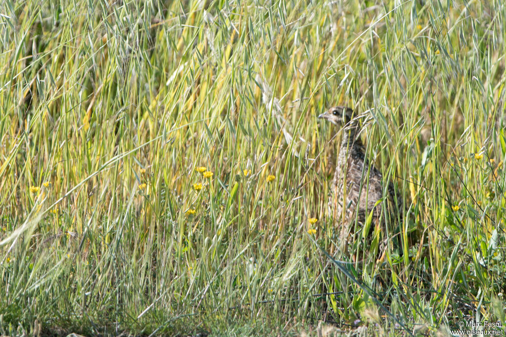 Black Francolin