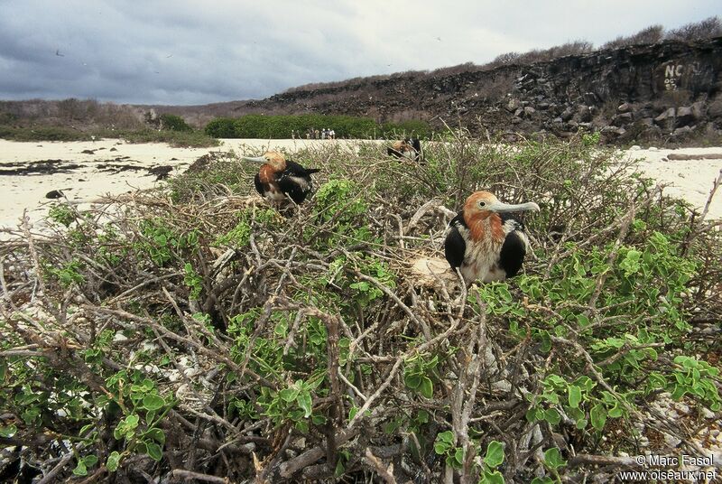 Great Frigatebirdjuvenile, identification, Reproduction-nesting