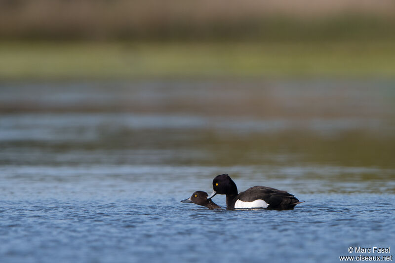 Tufted Duckadult breeding, mating.