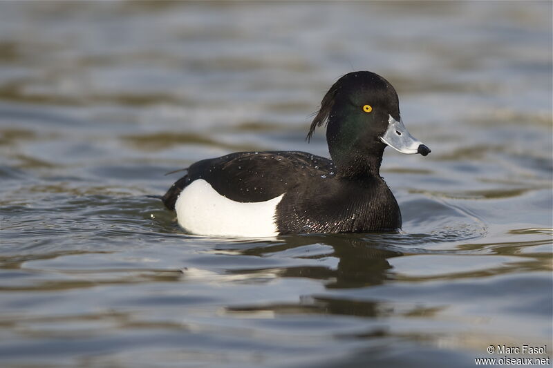 Tufted Duck male adult breeding