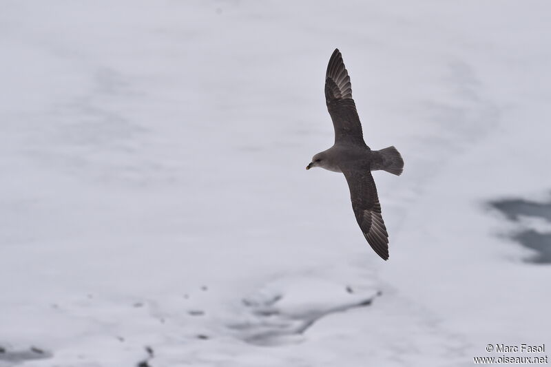 Northern Fulmaradult, Flight