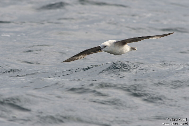 Fulmar boréaladulte, Vol