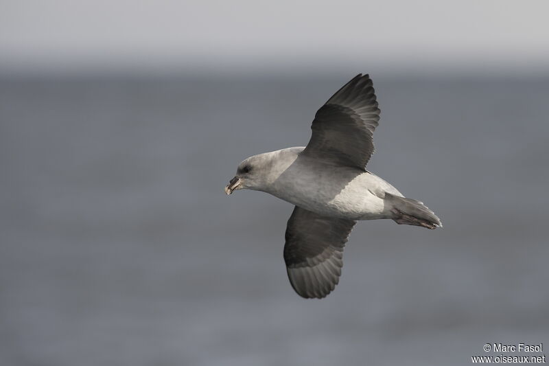 Northern Fulmaradult, Flight