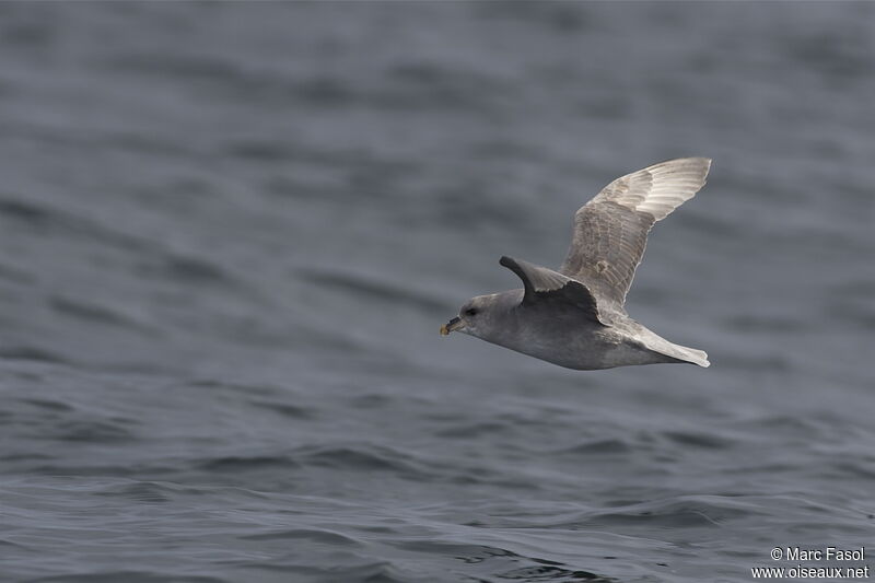 Northern Fulmaradult, Flight