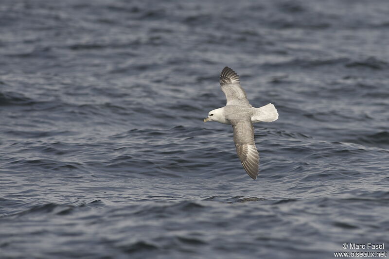 Fulmar boréaladulte, Vol