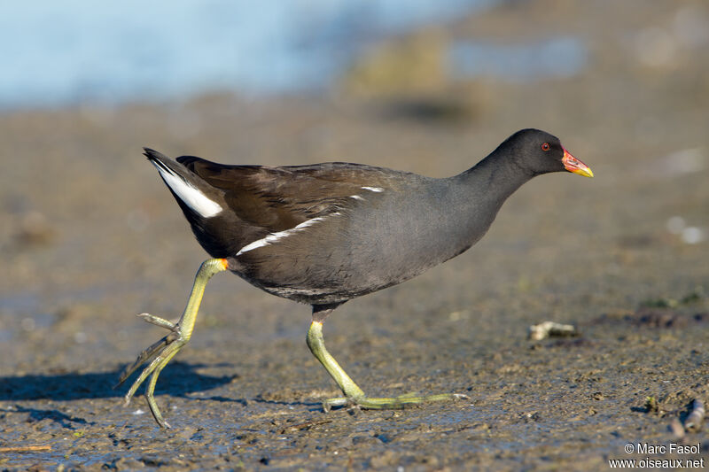 Gallinule poule-d'eauadulte, identification, marche