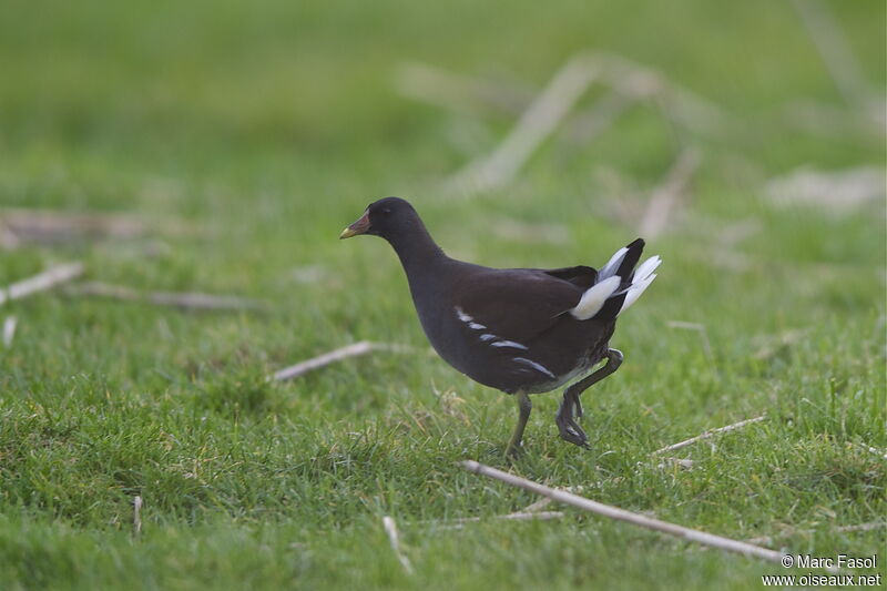 Gallinule poule-d'eauadulte internuptial