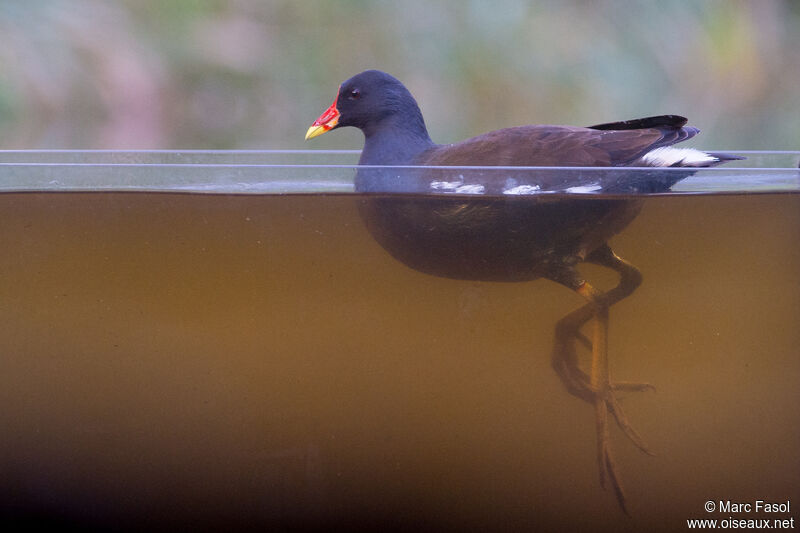 Gallinule poule-d'eauadulte, identification, nage