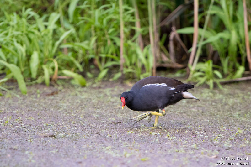 Gallinule poule-d'eauadulte, identification, marche