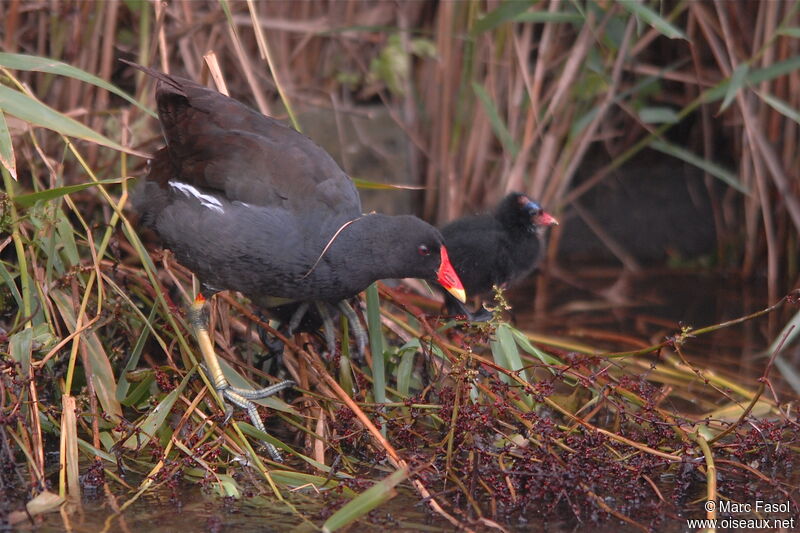 Gallinule poule-d'eau femelle adulte nuptial, identification, Nidification