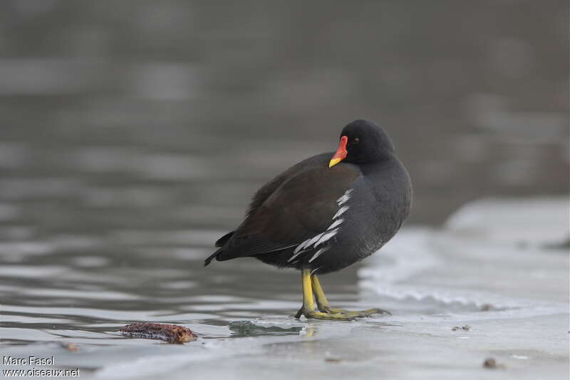 Common Moorhenadult post breeding, identification