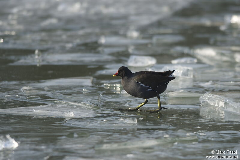 Common Moorhenadult post breeding, identification