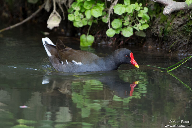 Gallinule poule-d'eauadulte nuptial, identification