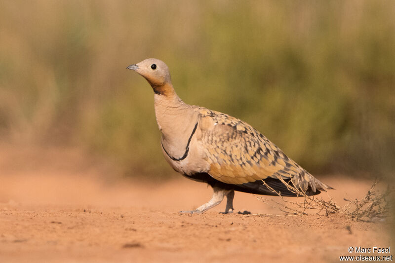 Black-bellied Sandgrouse male adult breeding, identification