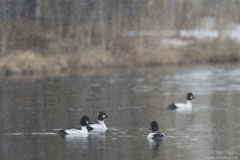 Common Goldeneye male adult breeding, identification