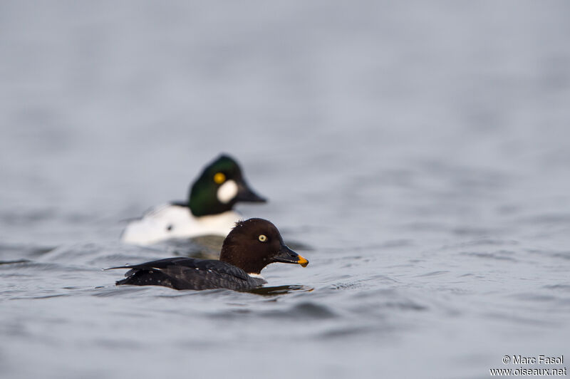 Common Goldeneyeadult breeding, swimming