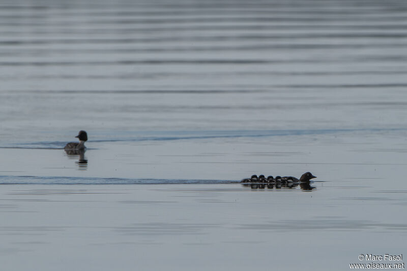 Common Goldeneye, Reproduction-nesting