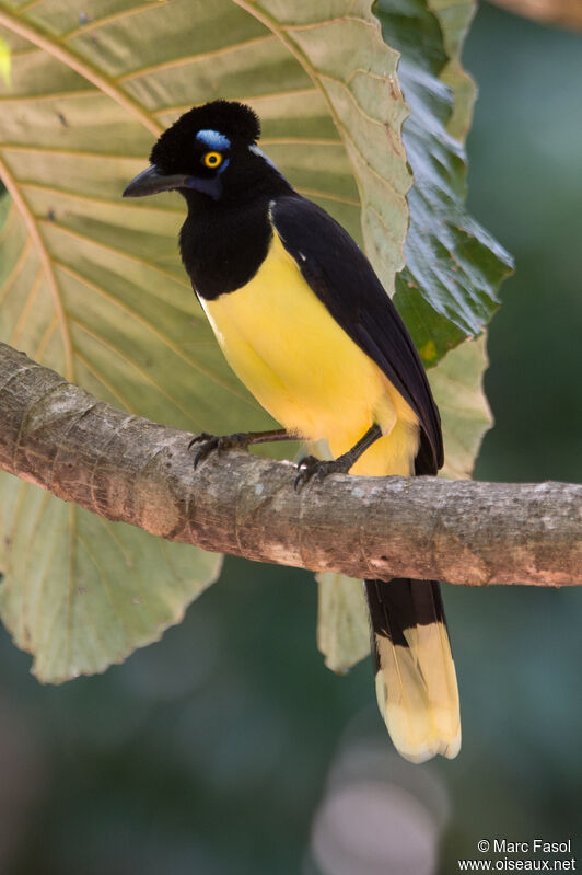 Plush-crested Jayadult, identification