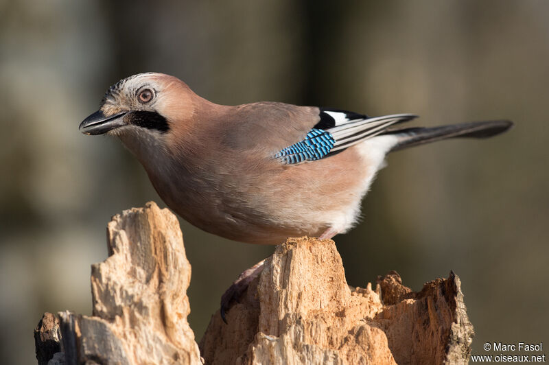 Geai des chênesadulte, identification