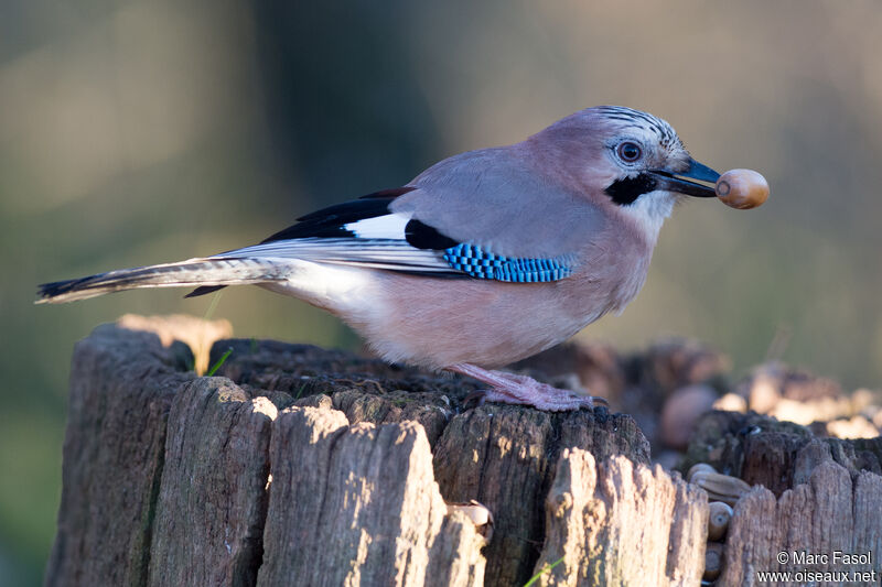 Eurasian Jayadult post breeding, identification, eats