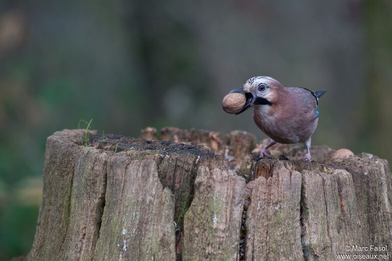 Eurasian Jay, identification, feeding habits