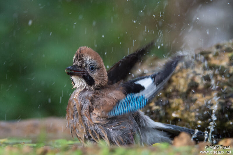 Eurasian Jayadult, care