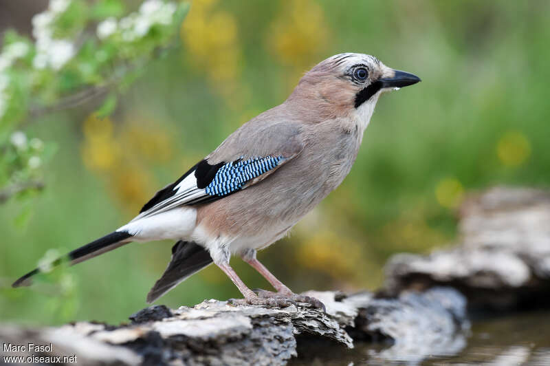 Eurasian Jayadult breeding, identification