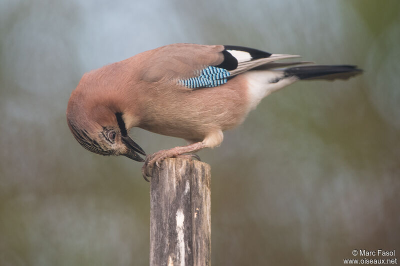 Eurasian Jayadult, eats