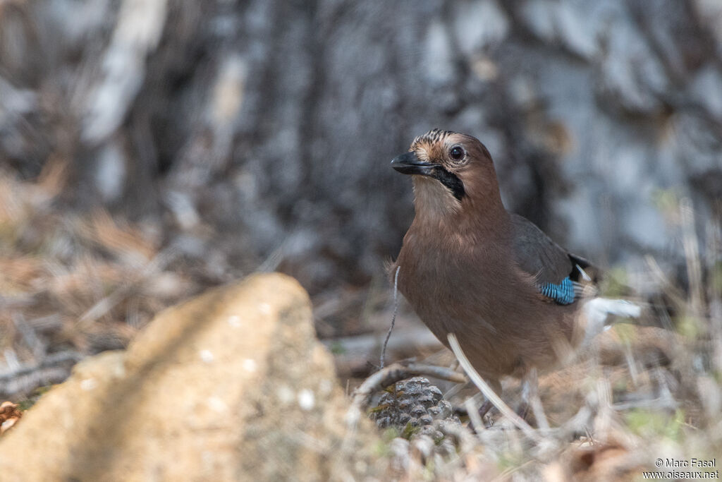 Geai des chênesadulte, identification, pêche/chasse