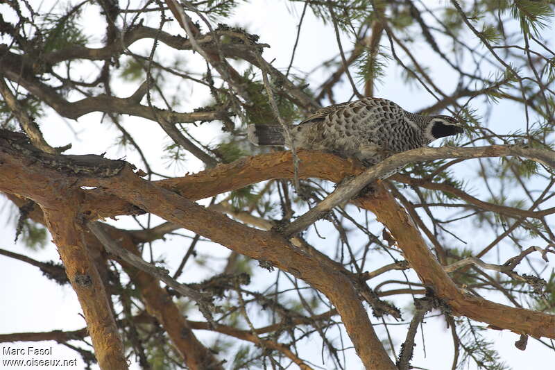 Hazel Grouse male adult breeding, song, Behaviour