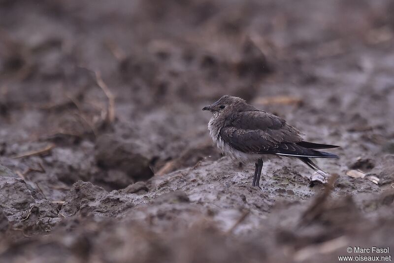 Black-winged PratincoleFirst year, identification