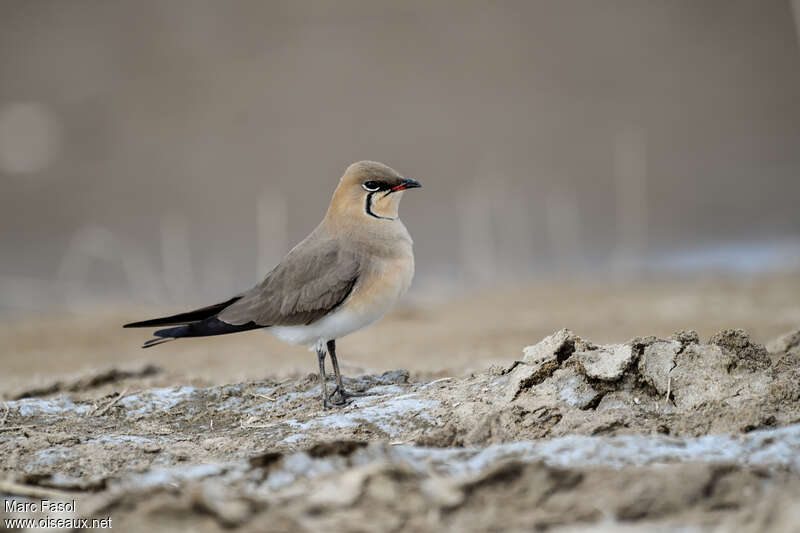 Collared Pratincoleadult breeding, identification