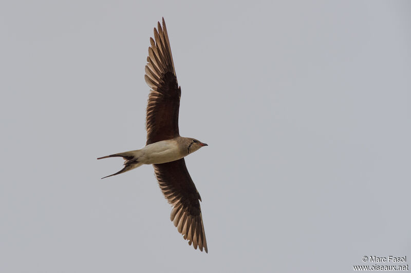 Collared Pratincoleadult breeding, Flight