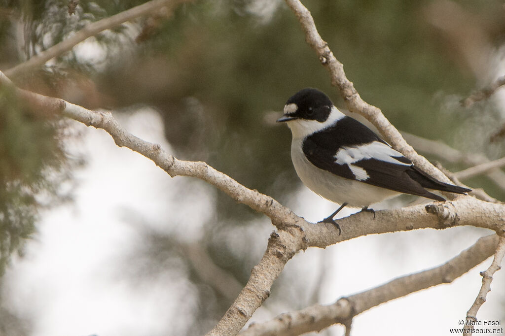Collared Flycatcher male adult breeding, identification