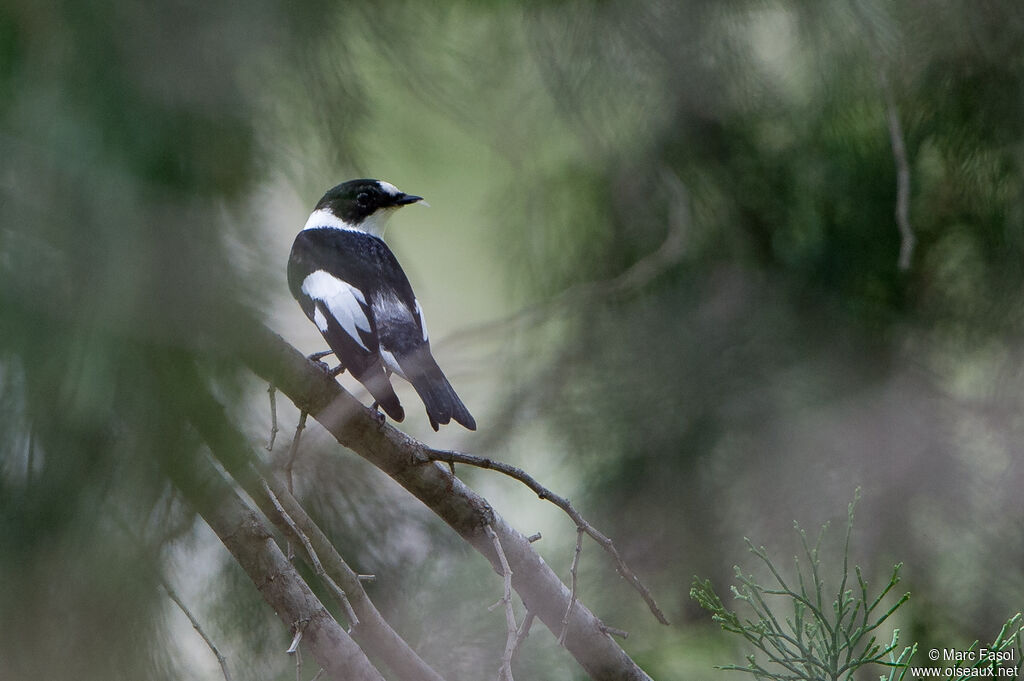 Collared Flycatcher male adult breeding, identification
