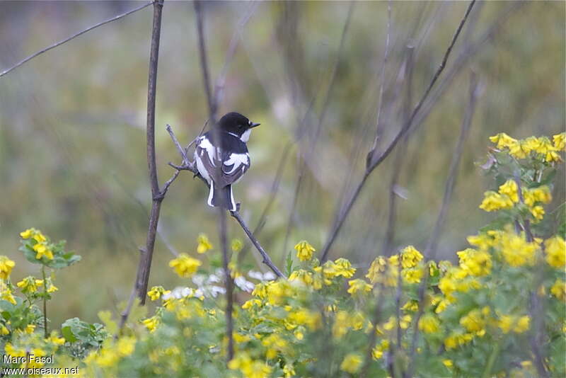 Semicollared Flycatcher male adult breeding, pigmentation