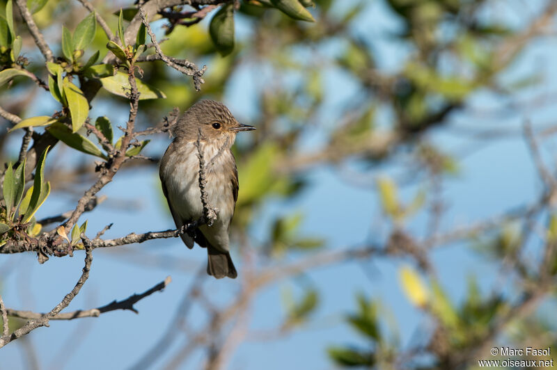 Gobemouche grisadulte, identification