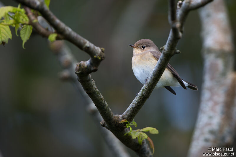 Gobemouche nainimmature, identification