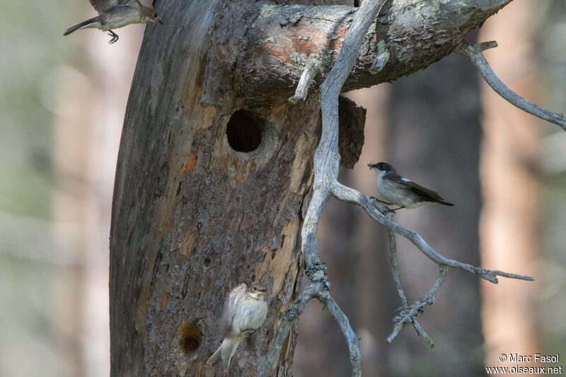 European Pied Flycatcheradult breeding