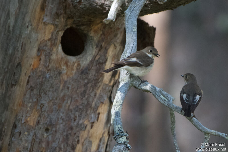 European Pied Flycatcheradult breeding, Reproduction-nesting