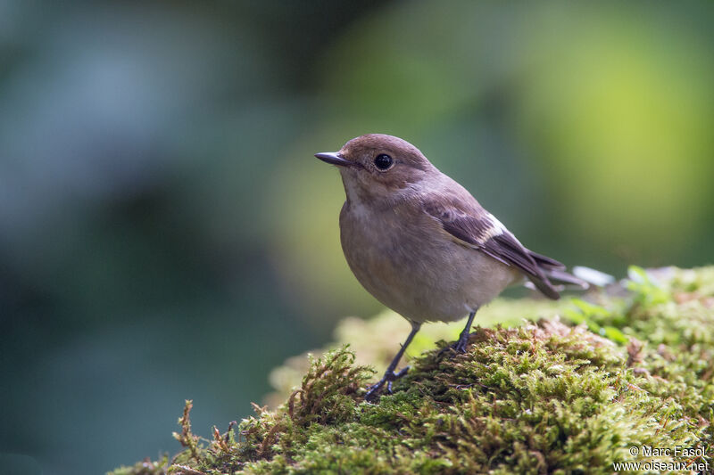 European Pied Flycatcher female adult post breeding, identification