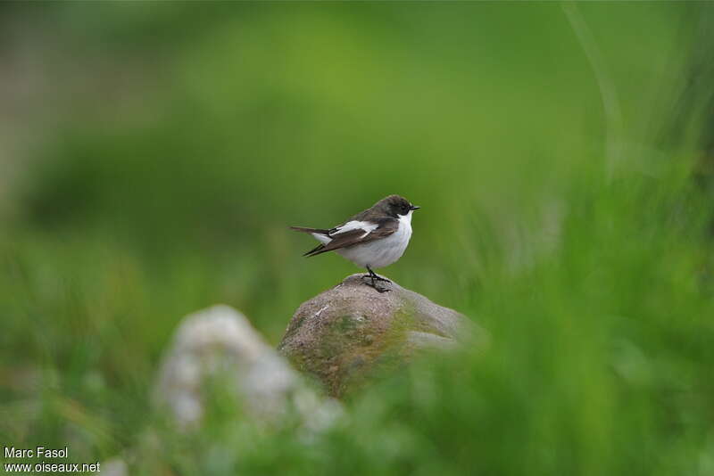 European Pied Flycatcher male adult breeding, Behaviour